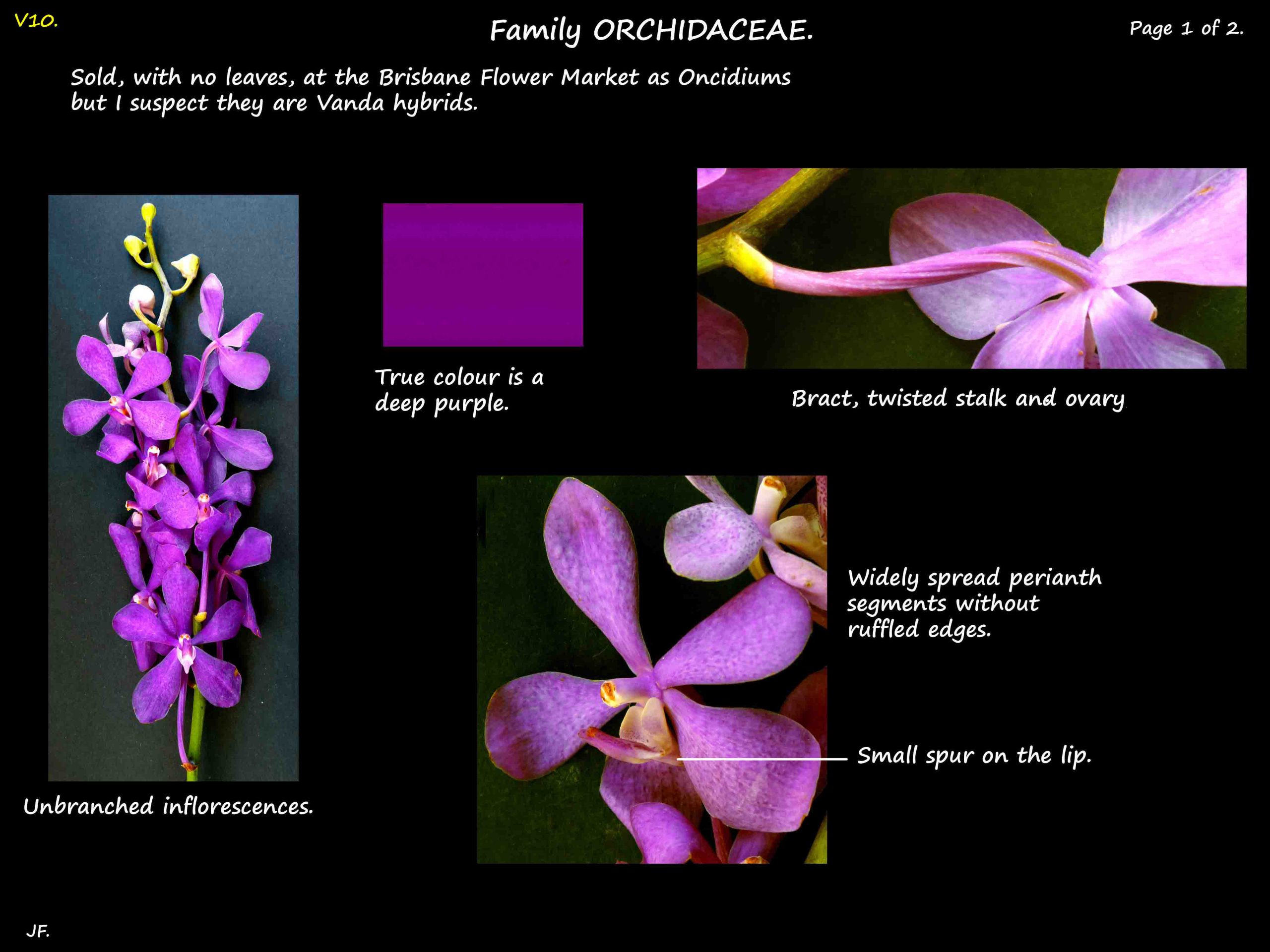 4 A Deep purple Vanda orchid 1a